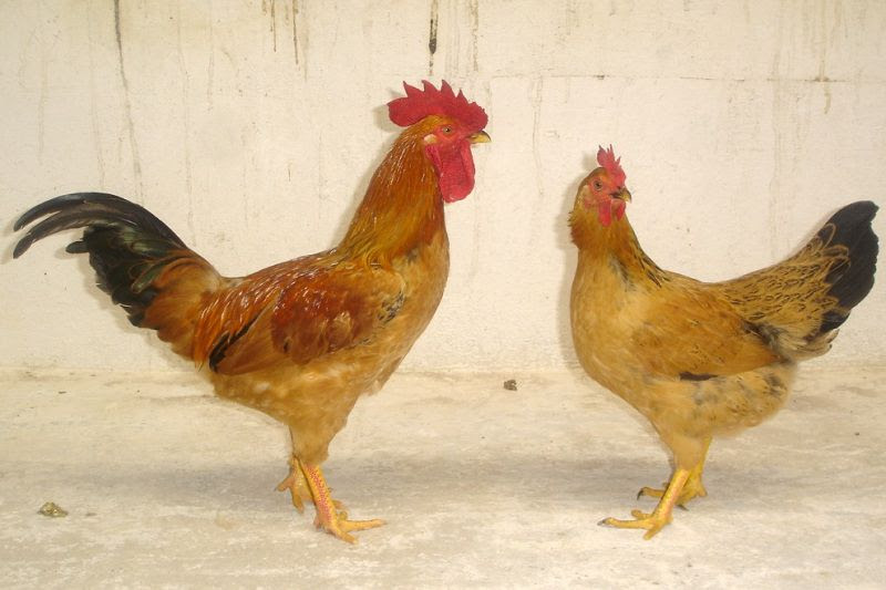 5 giống gà thịt nằng suất cao gà ri