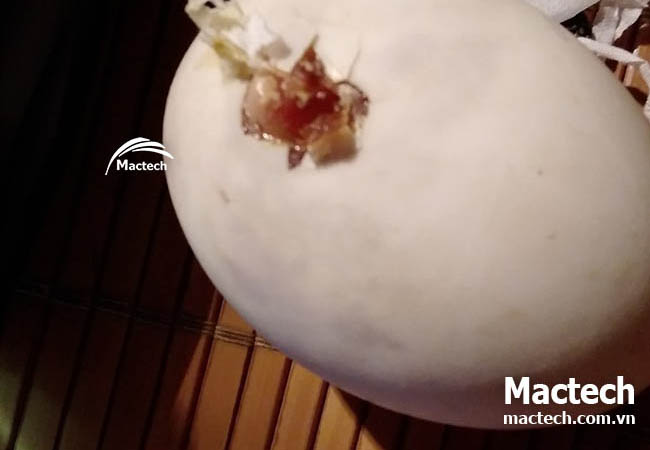 Kinh nghiệm ấp trứng ngan bằng máy ấp trứng Mactech cho hiệu quả cao