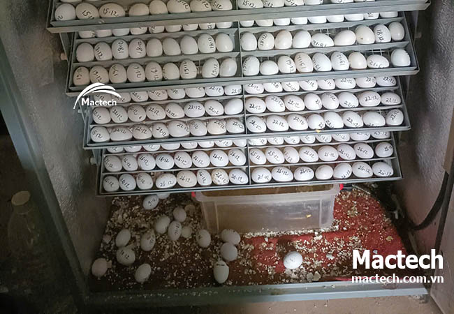 Ấp trứng thuê kiếm thêm thu nhập tại nông thôn