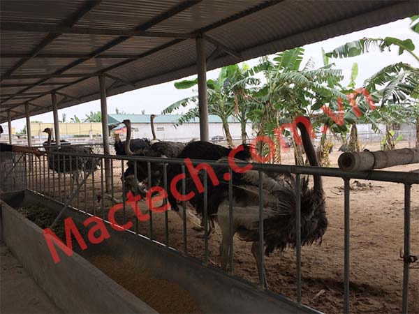 Đà điểu châu phi nuôi ở Việt Nam