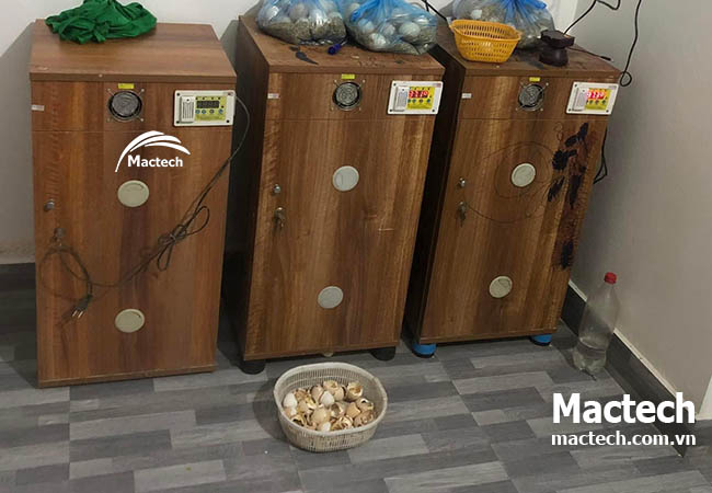 Kinh nghiệm ấp trứng bồ câu bằng máy ấp trứng Mactech cho hiệu quả cao
