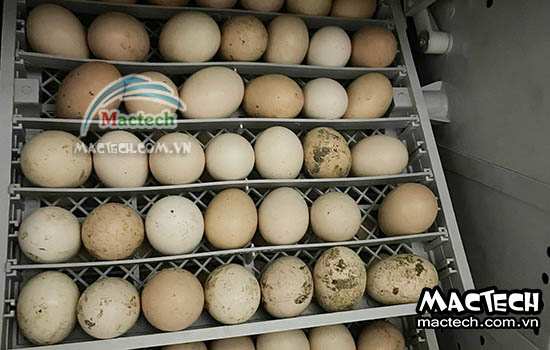 So sánh ấp trứng bằng máy và ấp tự nhiên – Cái nào hiệu quả hơn