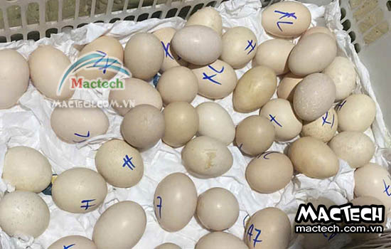 So sánh ấp trứng bằng máy và ấp tự nhiên – Cái nào hiệu quả hơn