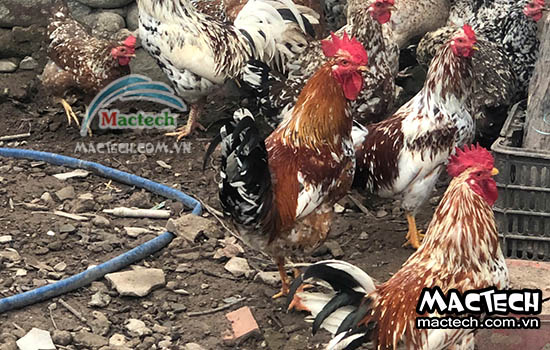 So sánh ấp trứng bằng máy và ấp tự nhiên – Cái nào hiệu quả hơn