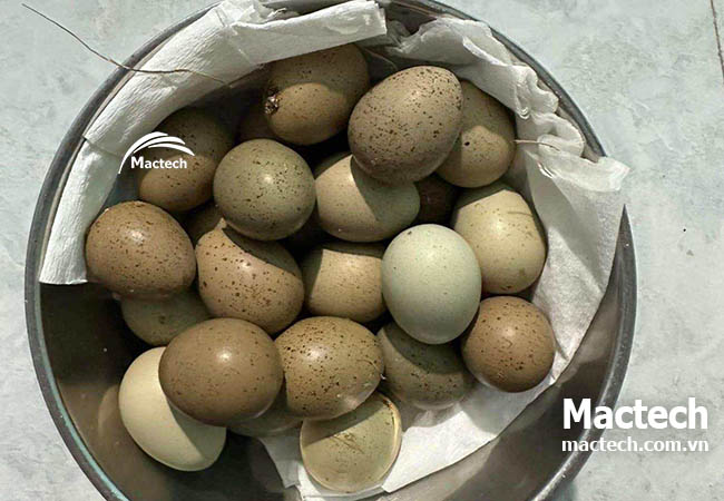 Máy ấp trứng gà Rutin Mactech, ấp đa kỳ tỉ lệ nở cao