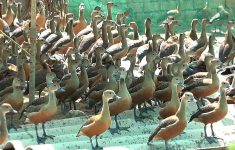 Đàn lele của anh Sa Lê