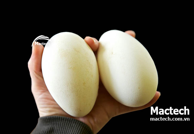 Cách ấp trứng ngỗng bằng máy ấp Mactech cho hiệu quả cao