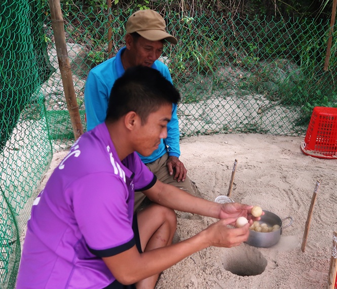 Ổ trứng rùa biển được chuyển về Bãi Bấc để ấp theo đúng kỹ thuật.