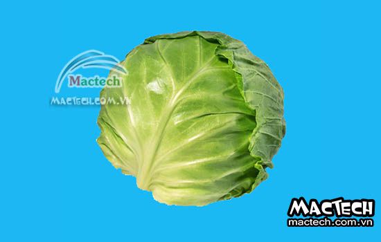 Máy sấy thăng hoa bắp cải Mactech