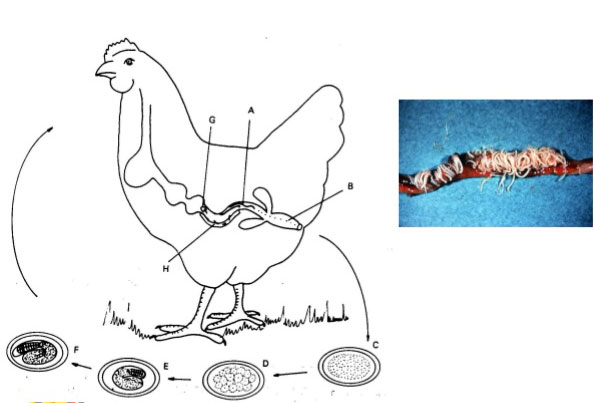 Bệnh giun đũa ở gà