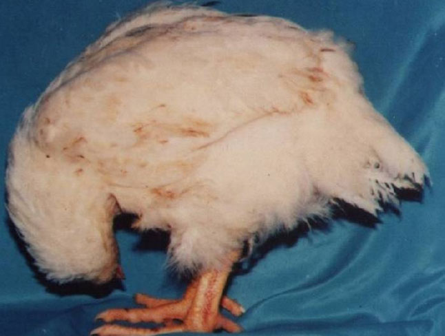 Bệnh Gumboro trên gà