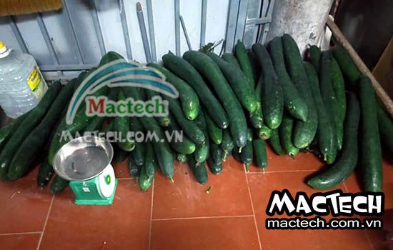 Bí xanh sấy bị hỏng, nguyên nhân và hướng khắc phục