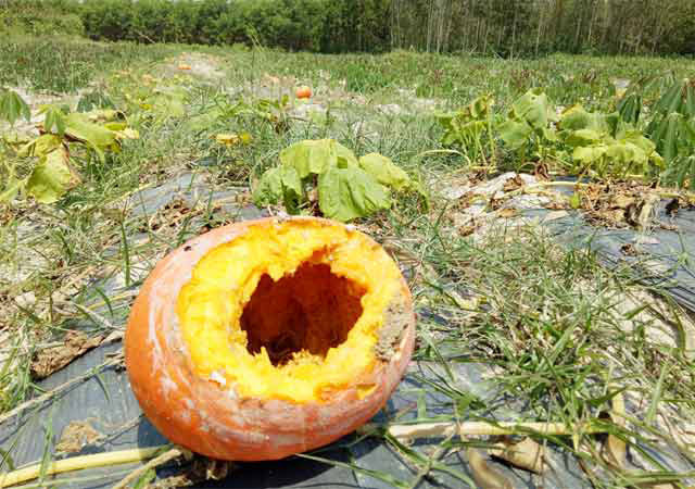 Bí đỏ chín thối ngoài ruộng