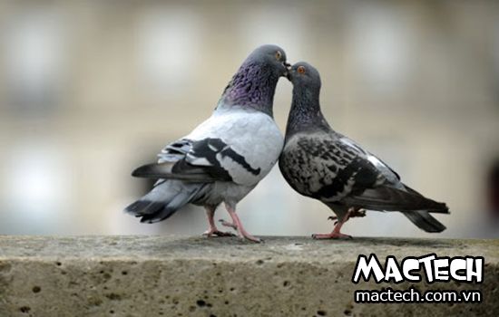 Bồ câu mái có gù không? - Hỏi đáp từ Mactech Việt Nam