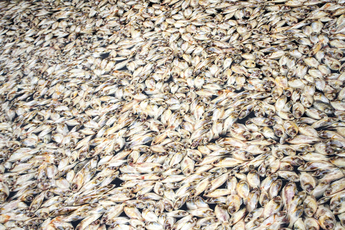 cá nuôi bè chết trắng