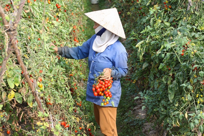 Bắc giang cà chua rẻ như cho