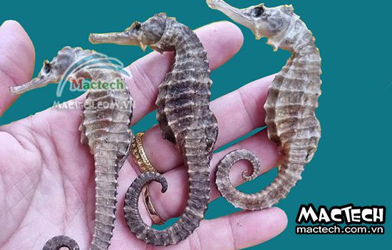 Máy sấy cá ngựa khô Mactech, sấy khô tiết kiệm điện