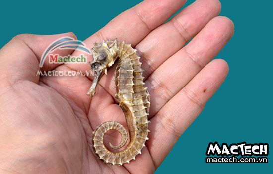 Máy sấy cá ngựa khô Mactech, sấy khô tiết kiệm điện