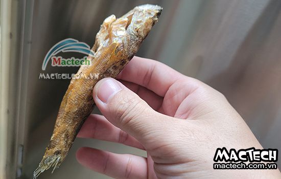 Máy sấy thăng hoa cá, sấy giữ mùi vị tươi ngon của cá
