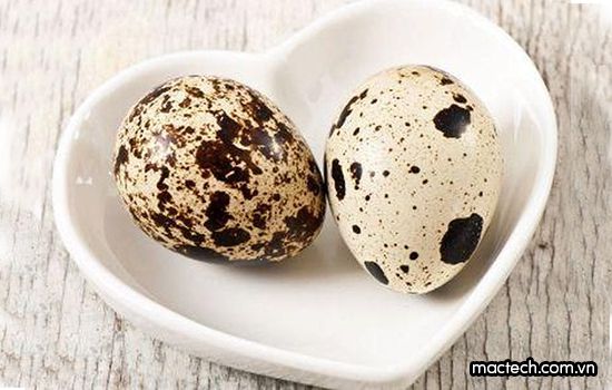 Cách ấp trứng cút lộn thủ công tại nhà