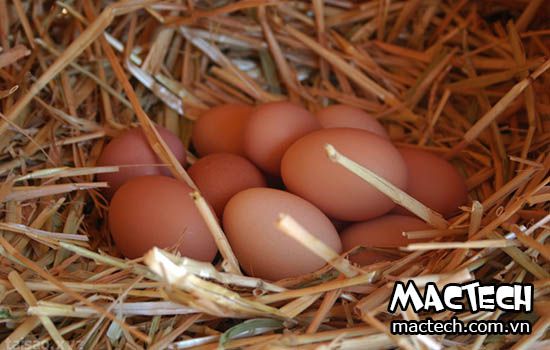 Cách ấp trứng gà bằng tay là gì? Sao lại gọi là ấp bằng tay