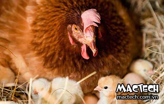 Cách ấp trứng gà bằng tay là gì? Sao lại gọi là ấp bằng tay