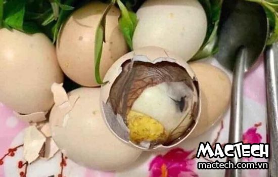 cách ấp trứng gà lộn