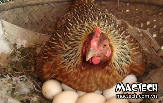 Cách cho gà ấp trứng vào mùa hè