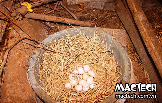 Cách cho gà tre ấp trứng như thế nào đạt hiệu quả cao