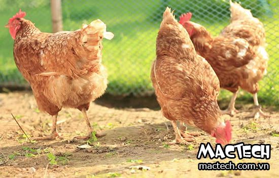 Cách nuôi gà thả vườn hiệu quả đúng kỹ thuật bạn nên biết