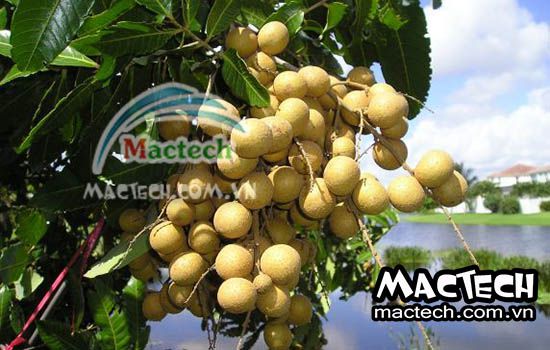 Cách làm long nhãn tại nhà không cần máy sấy