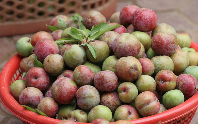 Cách làm mận sấy dẻo cực ngon