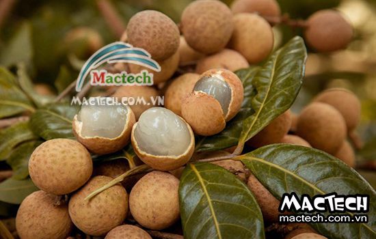 Cách làm nhãn khô nguyên quả tại nhà không cần dùng máy sấy