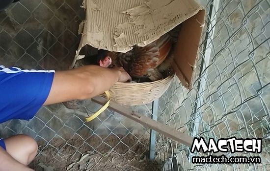 Cách làm ổ cho gà ấp, cần lưu ý những điểm quan trọng nào