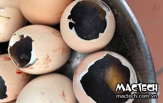 Hướng dẫn cách nhận biết trứng ấp hỏng đơn giản nhất