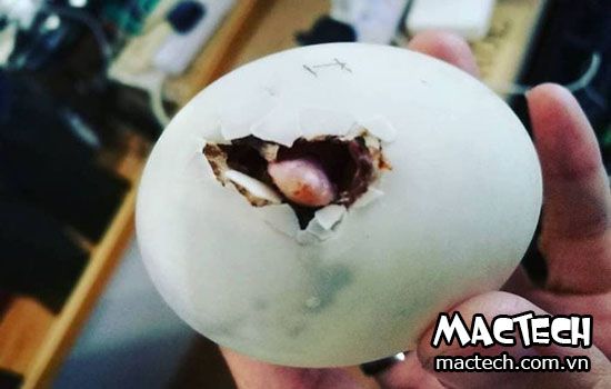 Những cách nhận biết trứng vịt sắp nở đơn giản