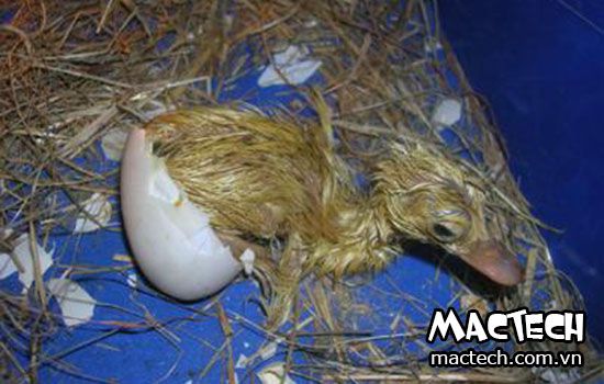 Những cách nhận biết trứng vịt sắp nở đơn giản