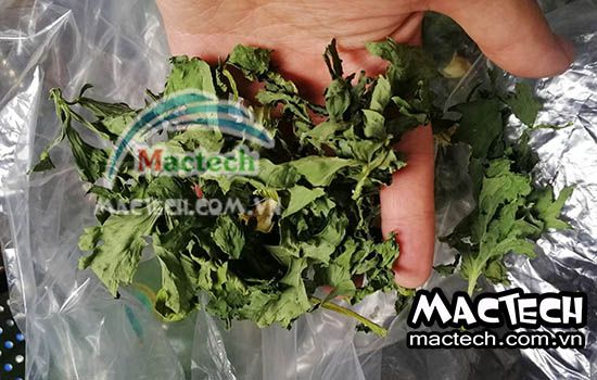 Máy sấy cần tây thăng hoa, sấy công nghệ âm sâu khô giòn tuyệt đối