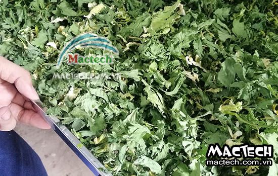 Cần tây sấy bị vàng, nguyên nhân và hướng khắc phục