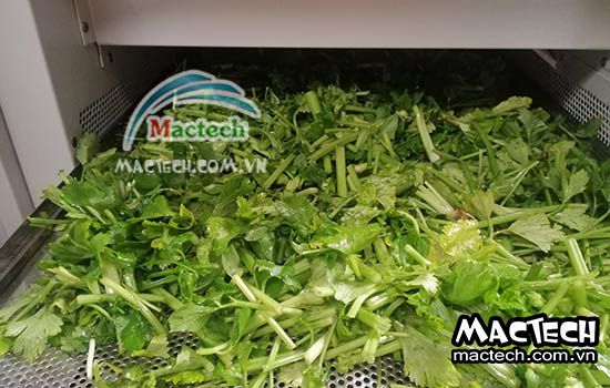 Cần tây sấy bị vàng, nguyên nhân và hướng khắc phục