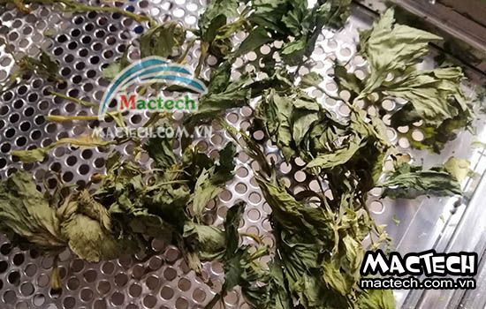 Cần tây sấy không được xanh là do đâu và hướng xử lý như thế nào