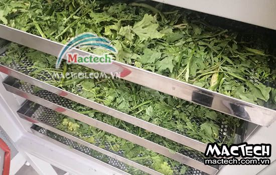 Cách sấy cần tây bằng máy sấy Mactech để cần tây khô nhanh, màu đẹp
