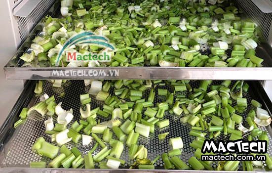 Cách sấy cần tây bằng máy sấy Mactech để cần tây khô nhanh, màu đẹp