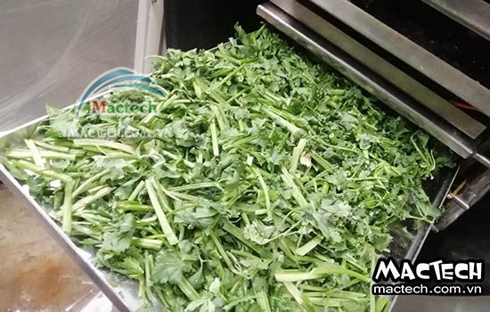 Máy sấy thăng hoa cần tây Mactech, sấy khô nghiền bột cao cấp