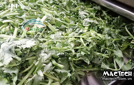 Máy sấy thăng hoa cần tây Mactech, sấy khô nghiền bột cao cấp