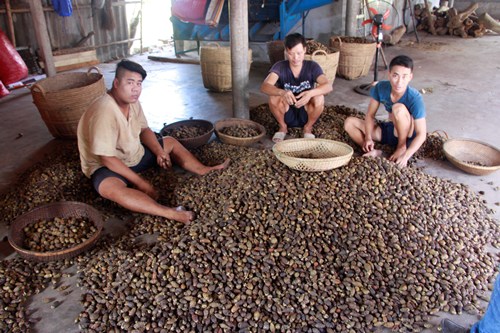 Cau non được sấy khô rồi xuất sang Trung Quốc. Ảnh: Võ Thạnh.