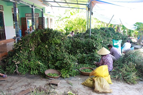 Hàng tấn cau non được thương lái thu mua về. Ảnh: Võ Thạnh.