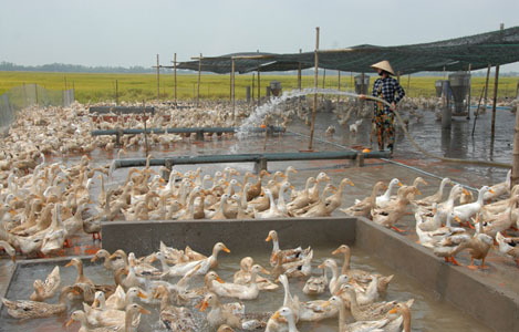 chăn nuôi vịt đảm bảo an toàn sinh học