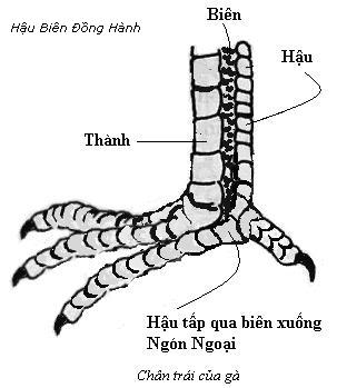 Chân gà chọi