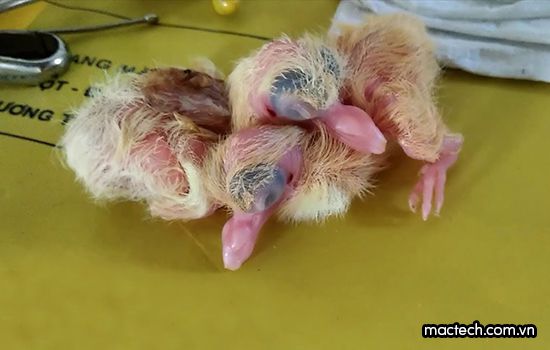 Chim bồ câu mới nở ăn gì